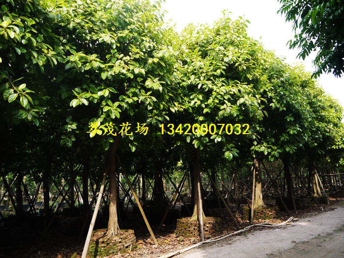 中山市翠茂花木场