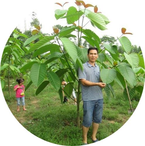 广西玉林博白风采育苗有限公司