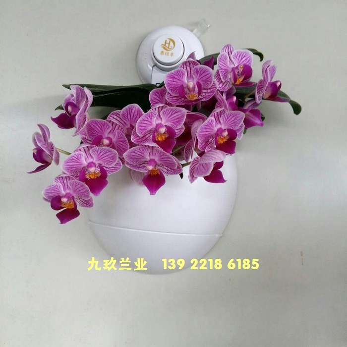 佛山市九玖生物科技有限公司