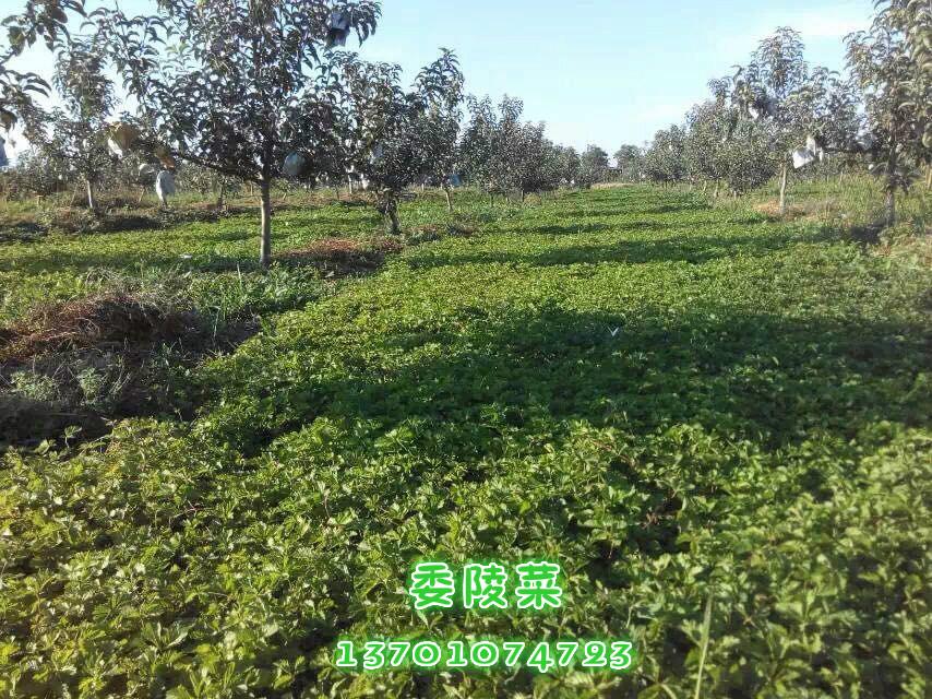 北京京兴润基园林绿化有限公司