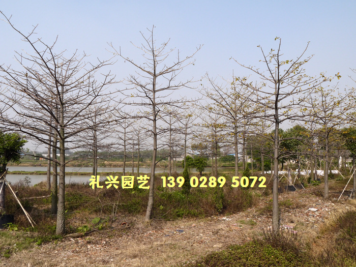 佛山市西樵礼兴园艺