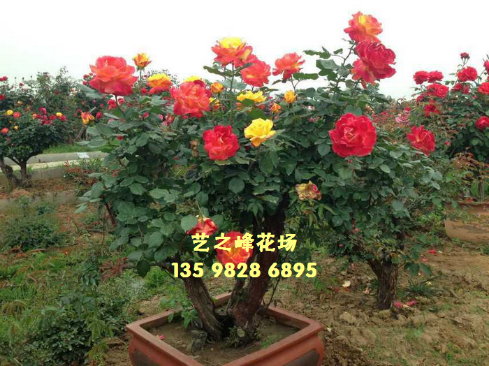 佛山市南海艺之峰花场