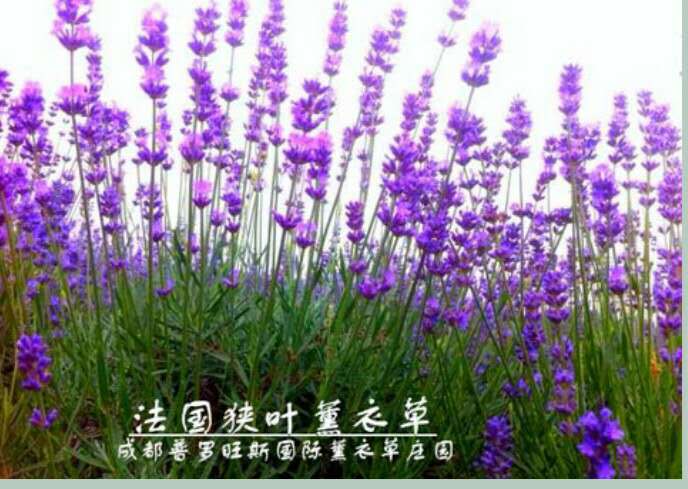 成都进出口花卉