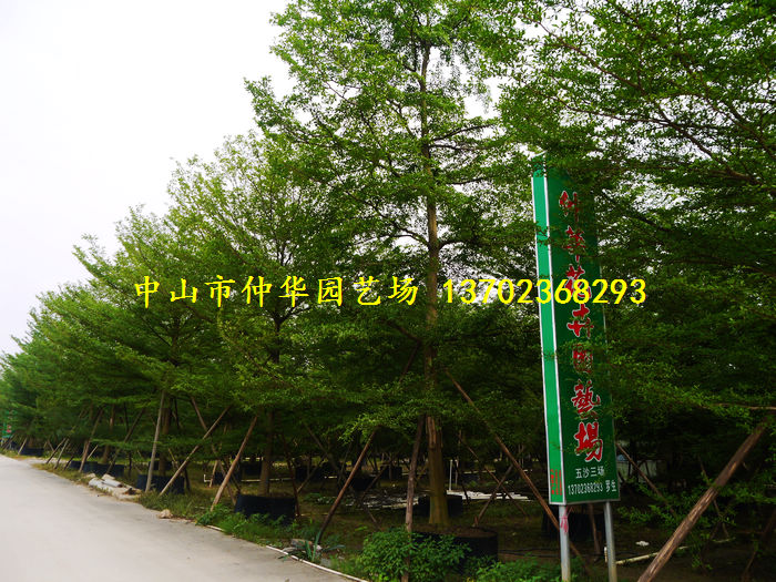 中山市仲华花卉园艺场