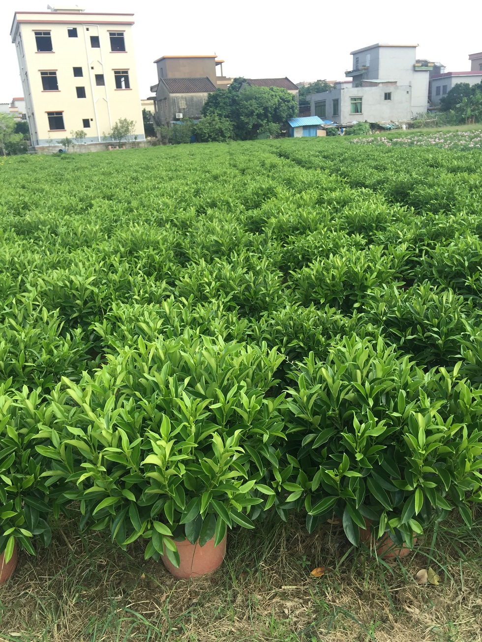广州红树林园艺