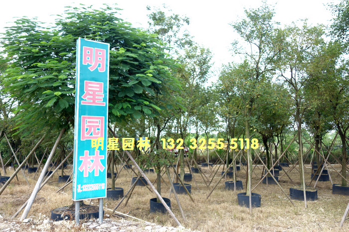 中山市明星园林