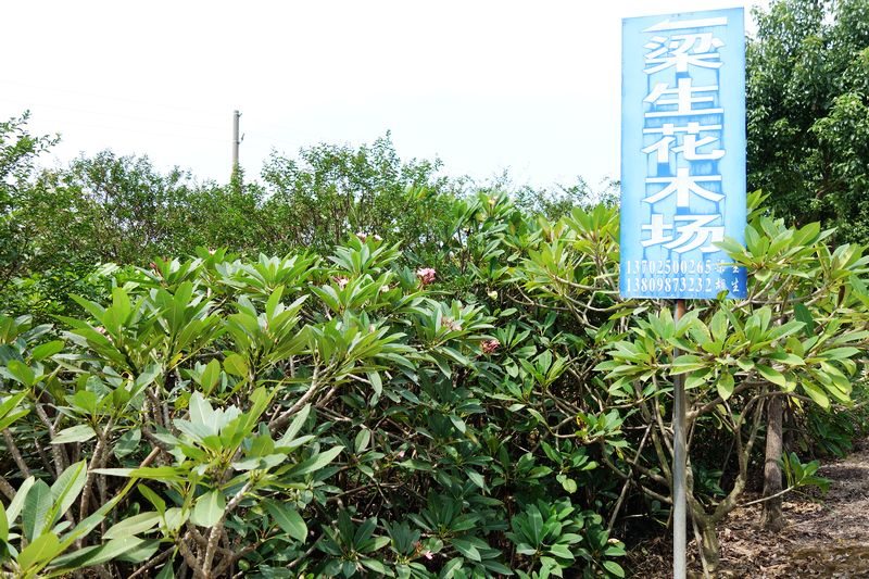 中山市梁生花木场