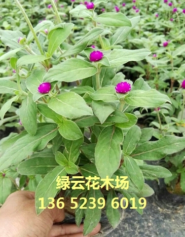 深圳市光明新区光明绿云花木场