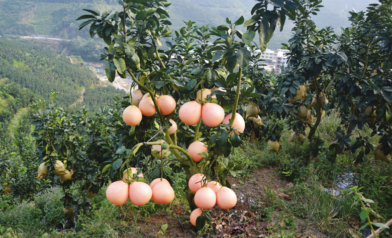 平和全红蜜柚果苗场