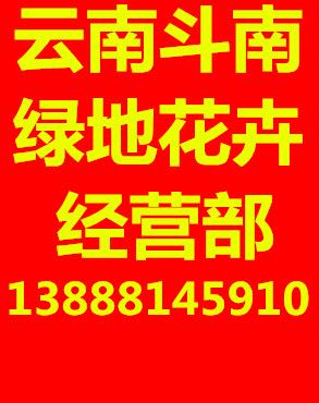 云南斗南绿地花卉