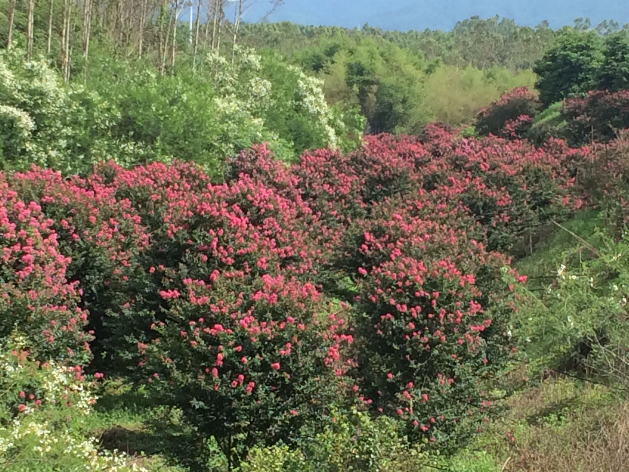 番禺紫薇花木场