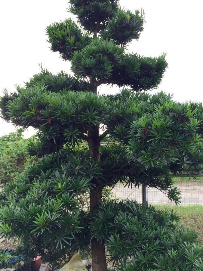 江门雅园花圃