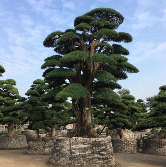 陈村逸松园