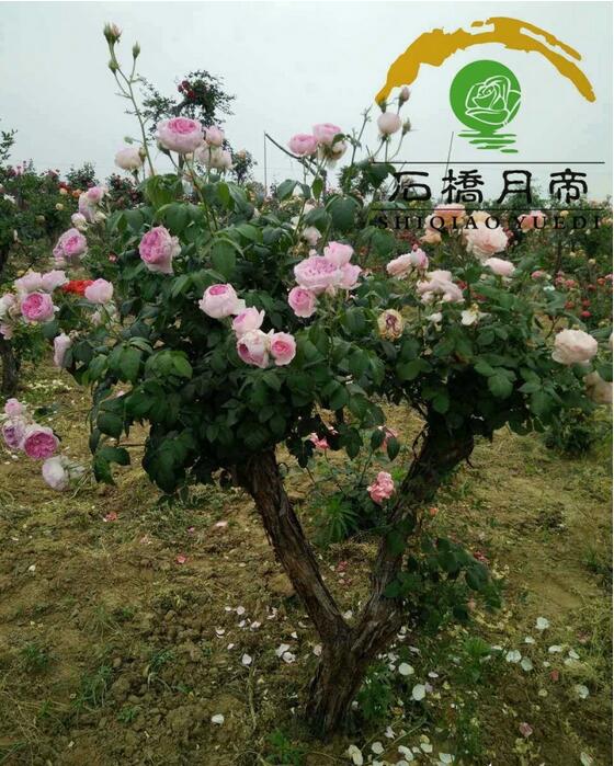 成都市绿沃农业有限公司