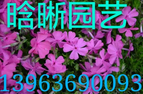 青州市晗晰园艺花卉苗木专业合作社