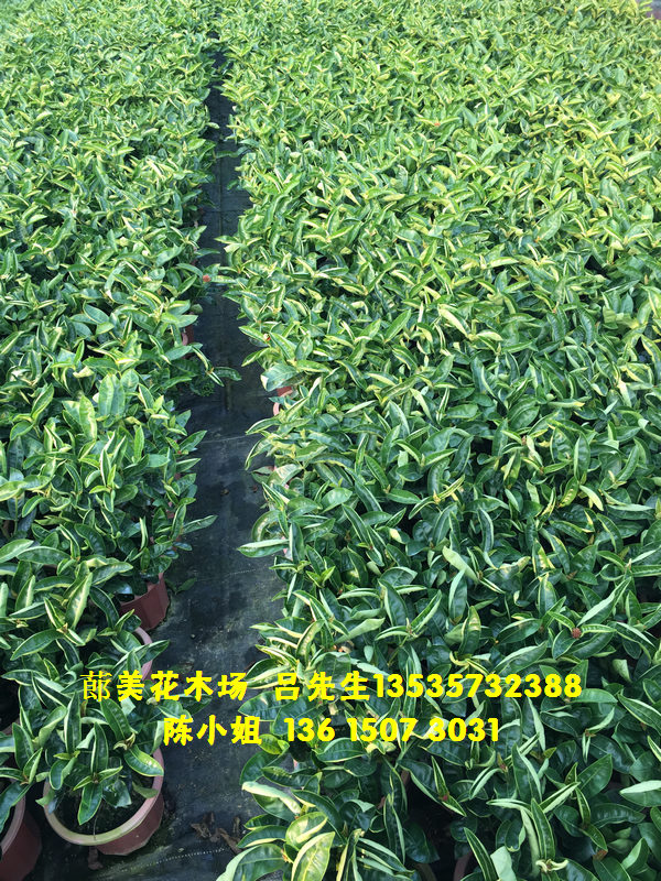 佛山市高明区蓈美花木场