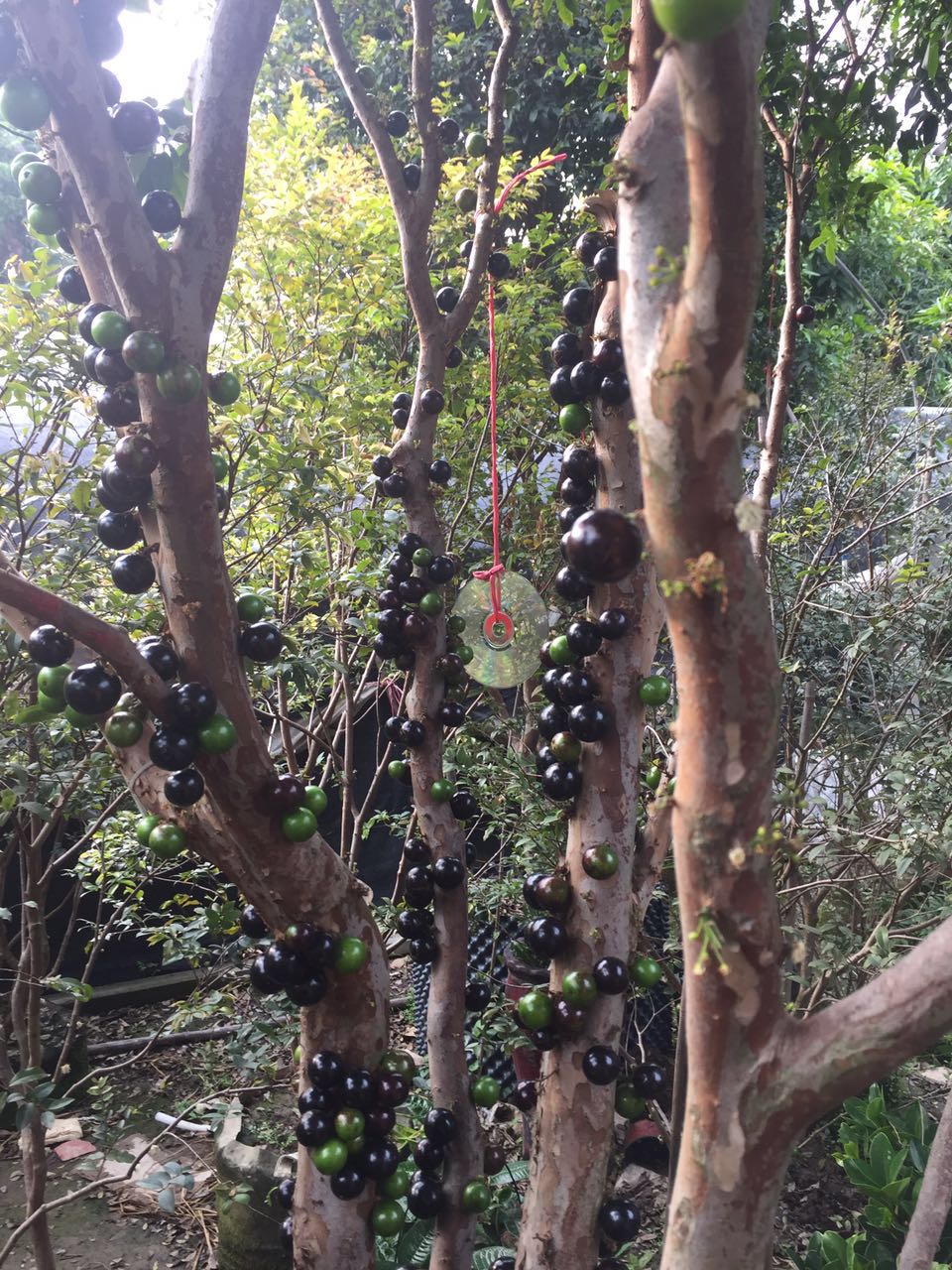 广州南站兴隆花木场