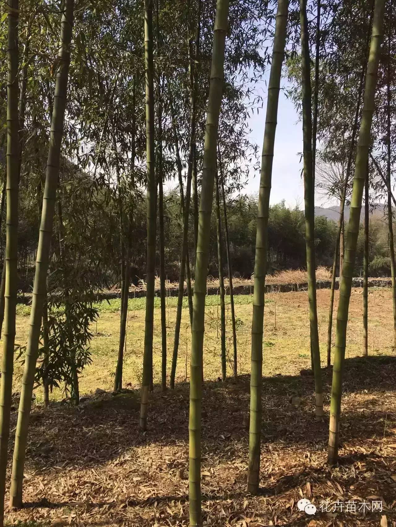 安吉县其龙苗木种植厂