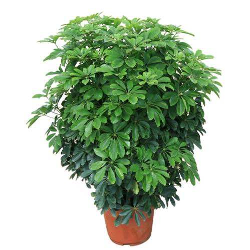 肇庆晨鑫花卉有限公司
