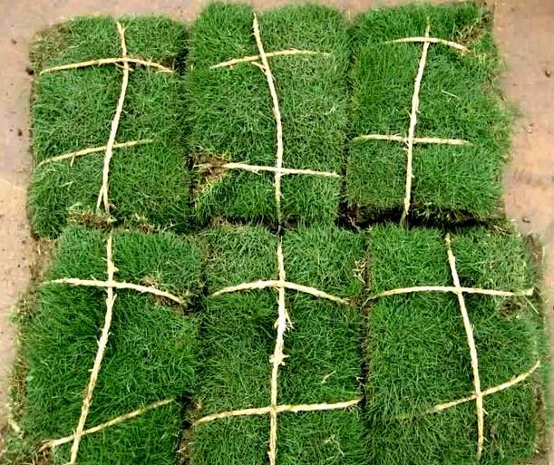 郴州市苏仙区亚丽绿化苗木草皮种植基地