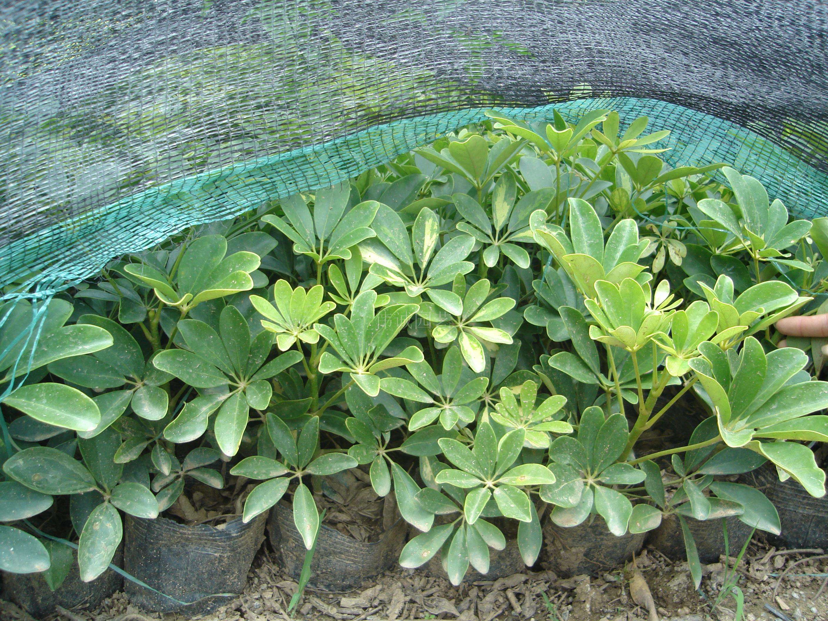 中山市伟涛花木场