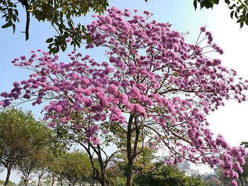 深圳市草木园林有限公司