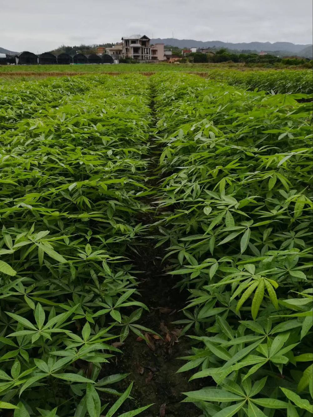 广州从化紫莹园艺场