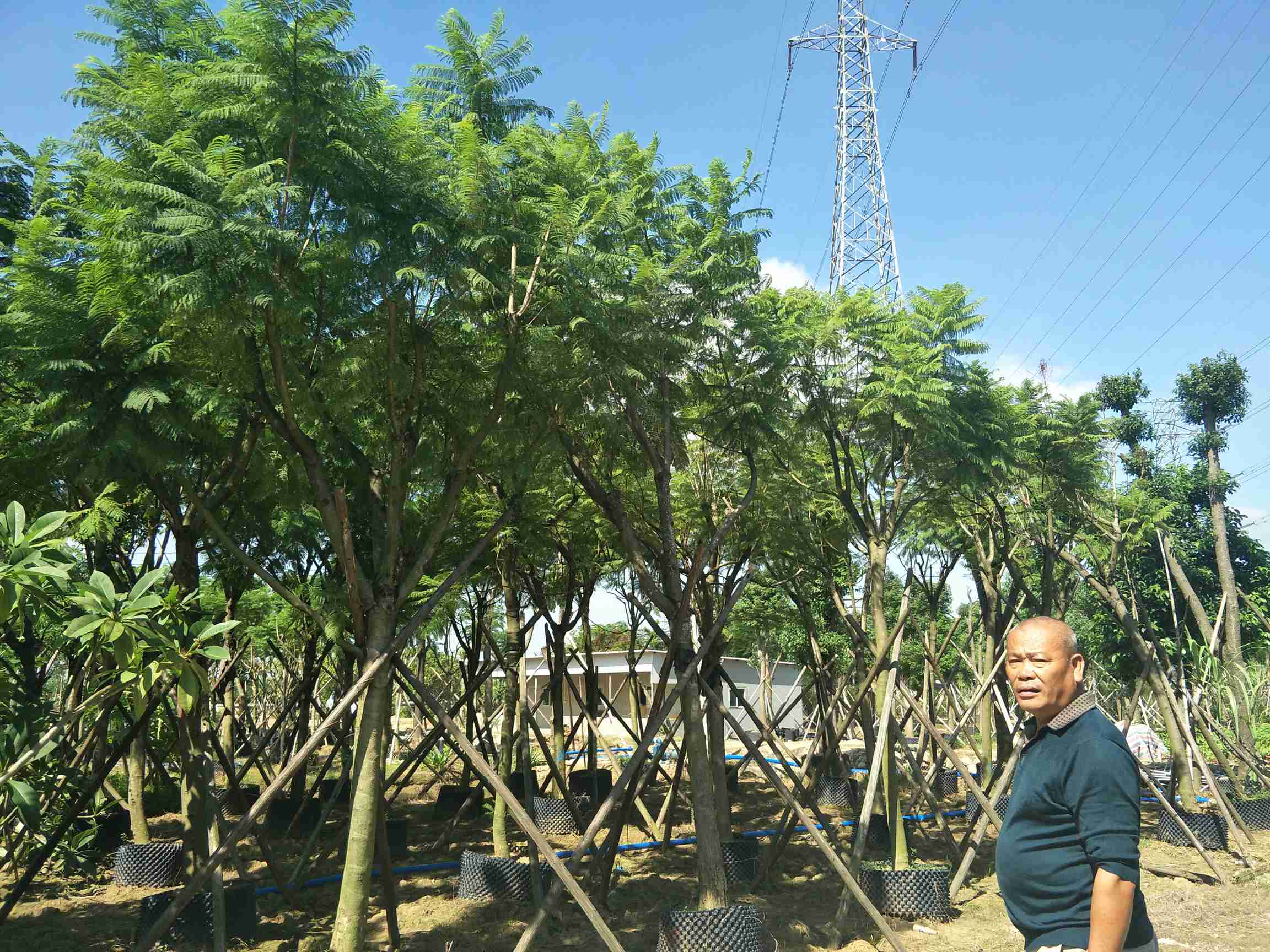 广州市番禺南沙泰景花木场