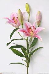 佛山市顺德区花卉协会