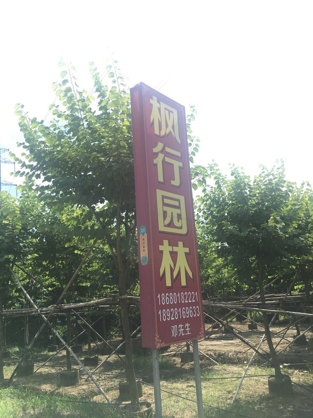 中山枫行园林