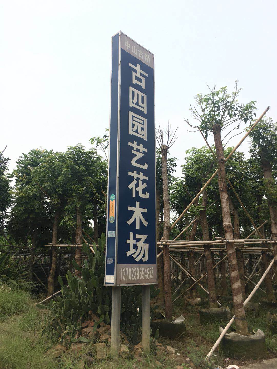 中山古四园艺花木场