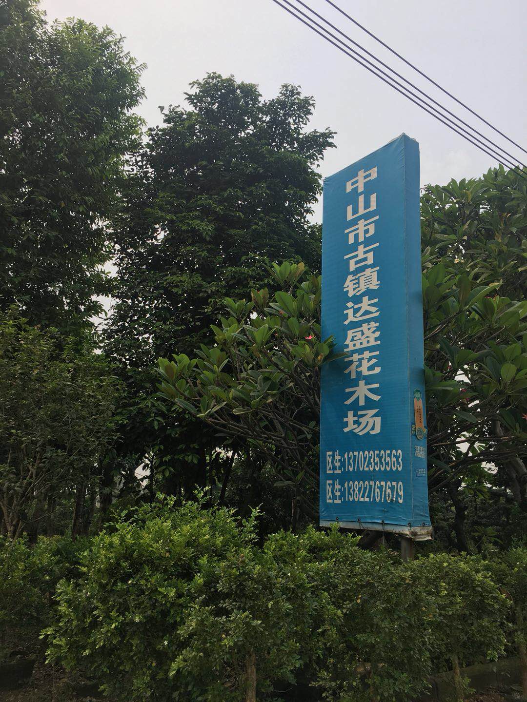 中山市古镇达盛花木场