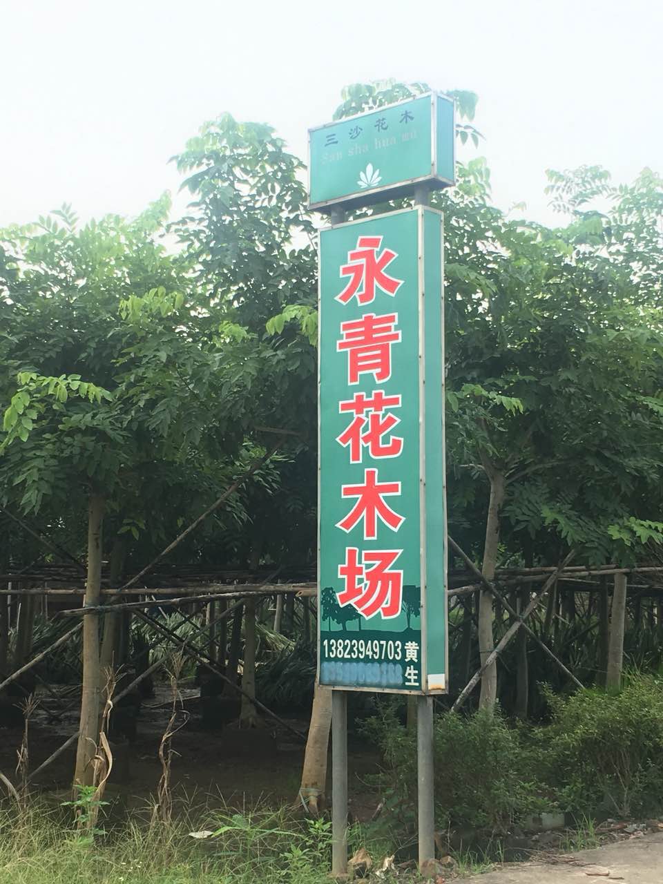 中山永青花木场