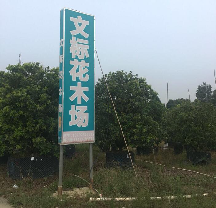 中山文标花木场
