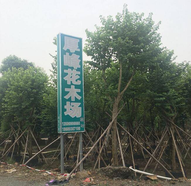 中山厚峰花木场