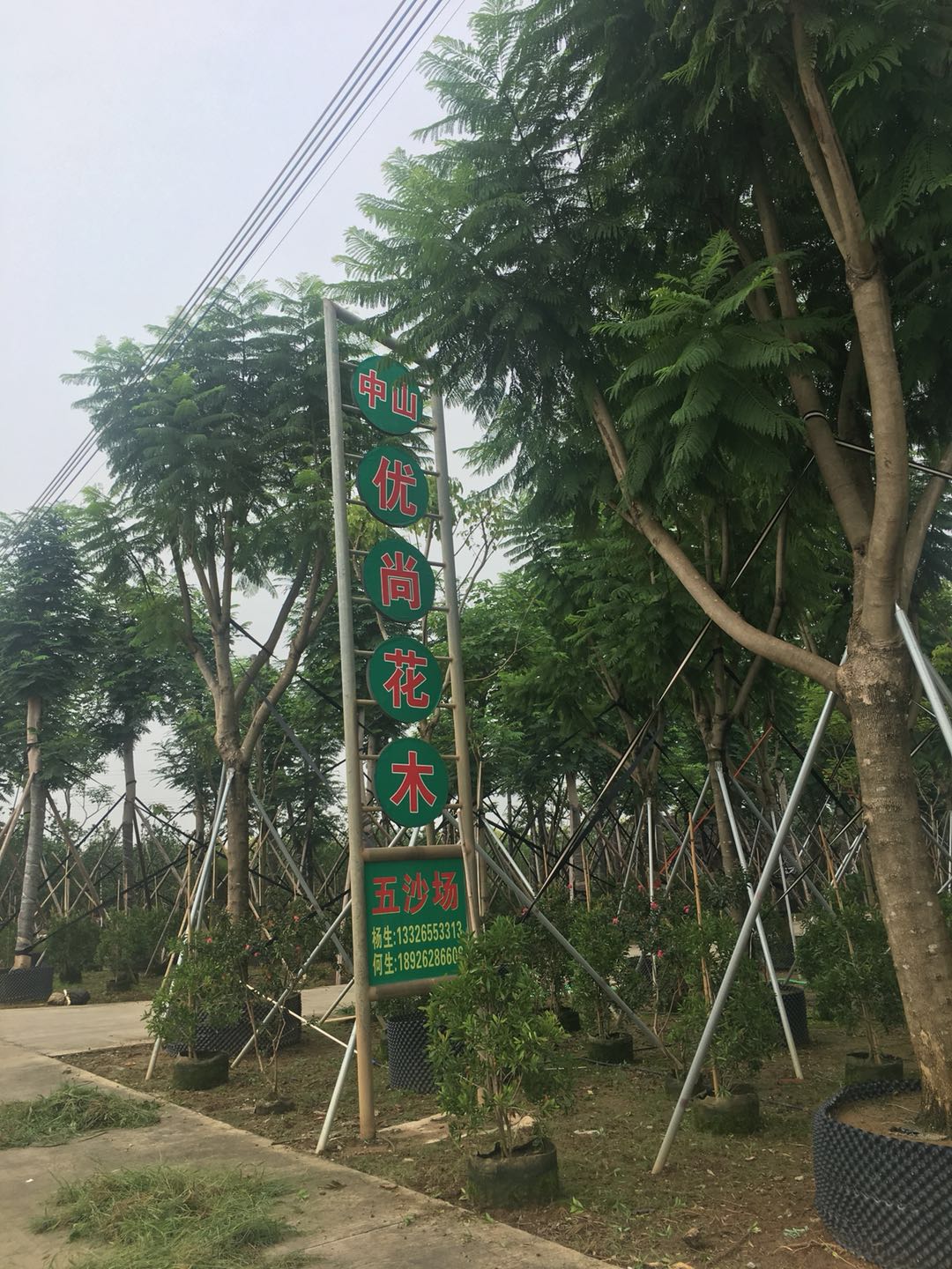中山优尚花木