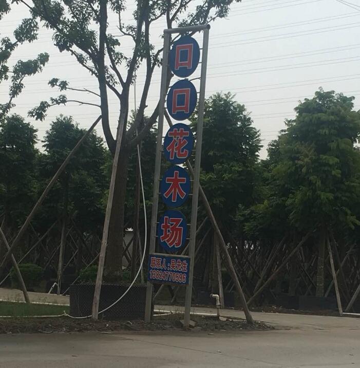 中山口口花木场