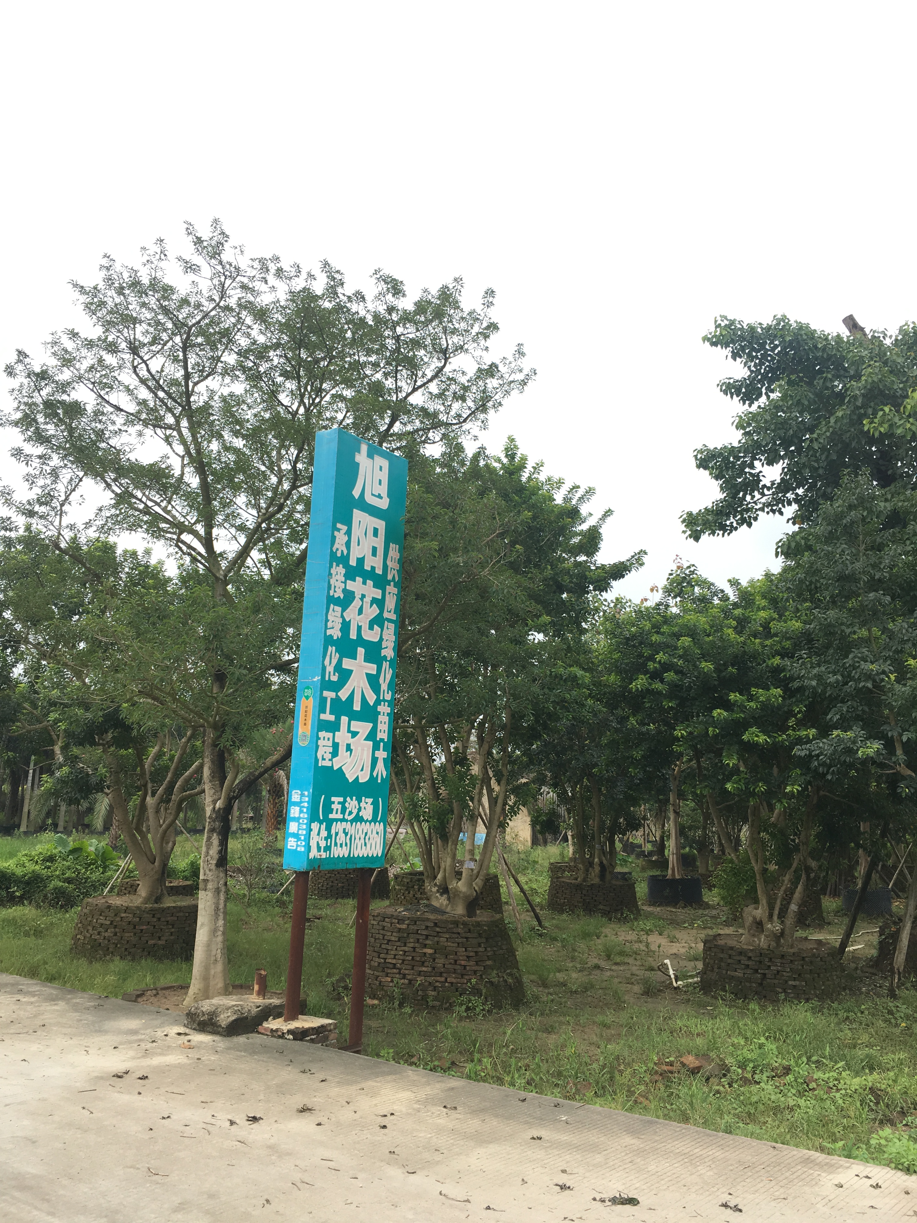 中山旭阳花木场