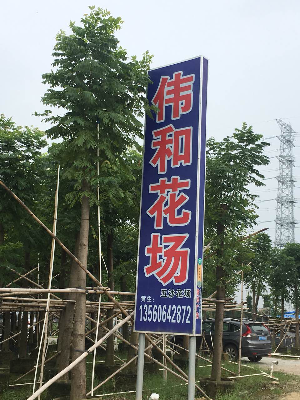 中山五沙伟和花场