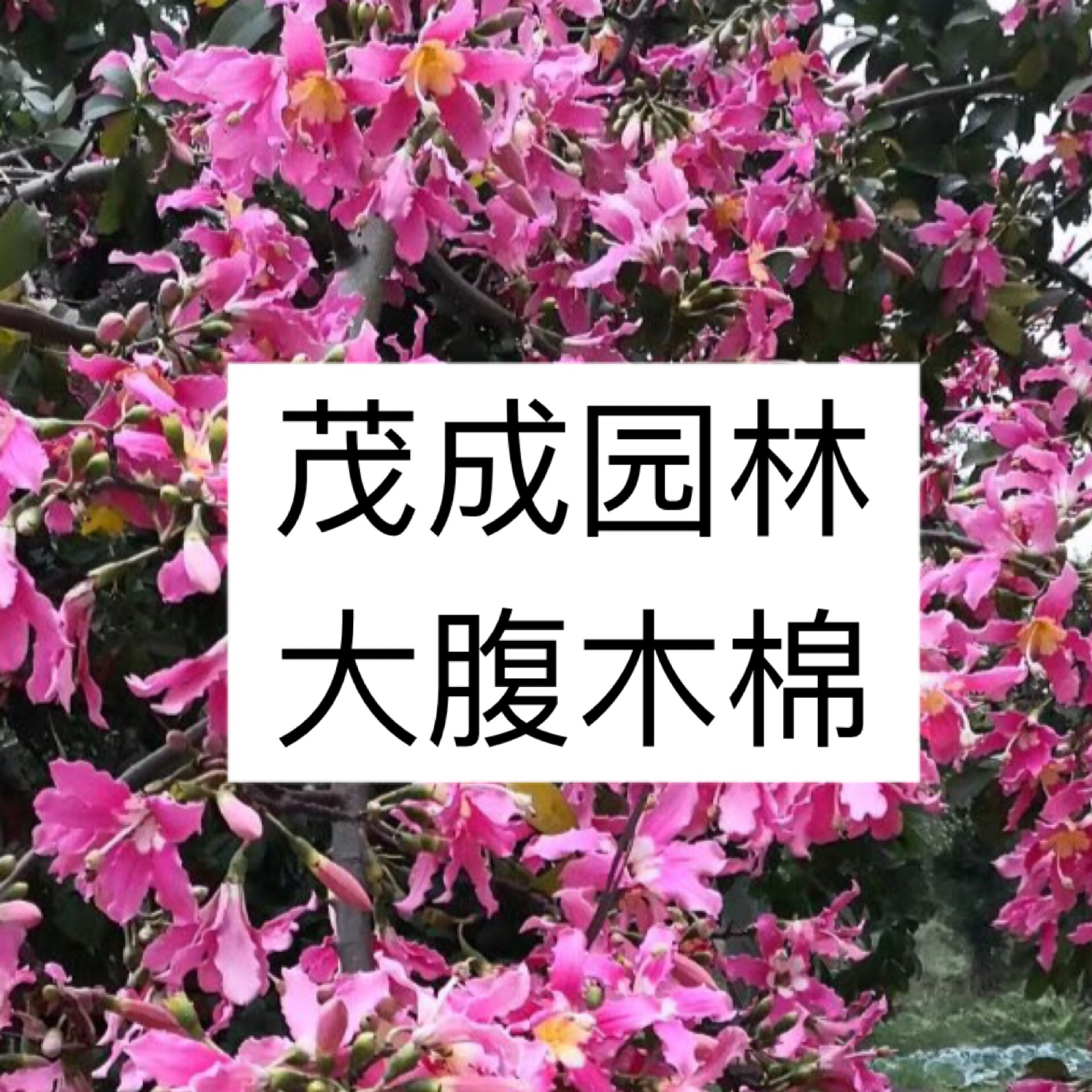 佛山市茂成园林