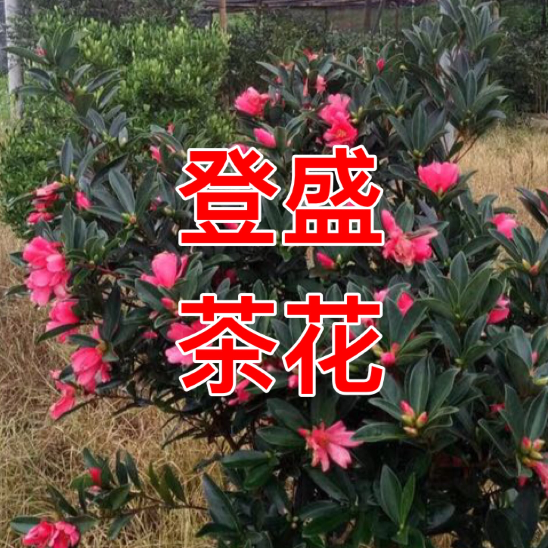 广东登盛茶花