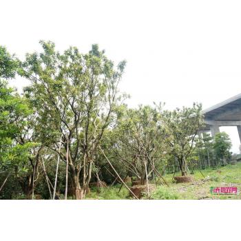 广州市绿汇花木场