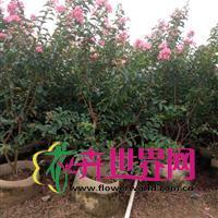 广州番禺陈成花木场