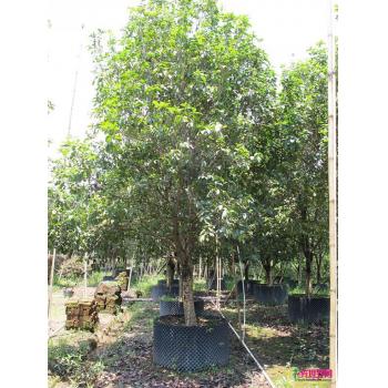 广州韦冲雷细花木场