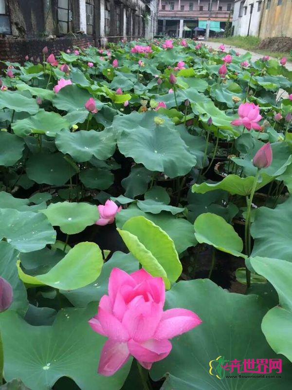 佛山南海水生缘水生植物场