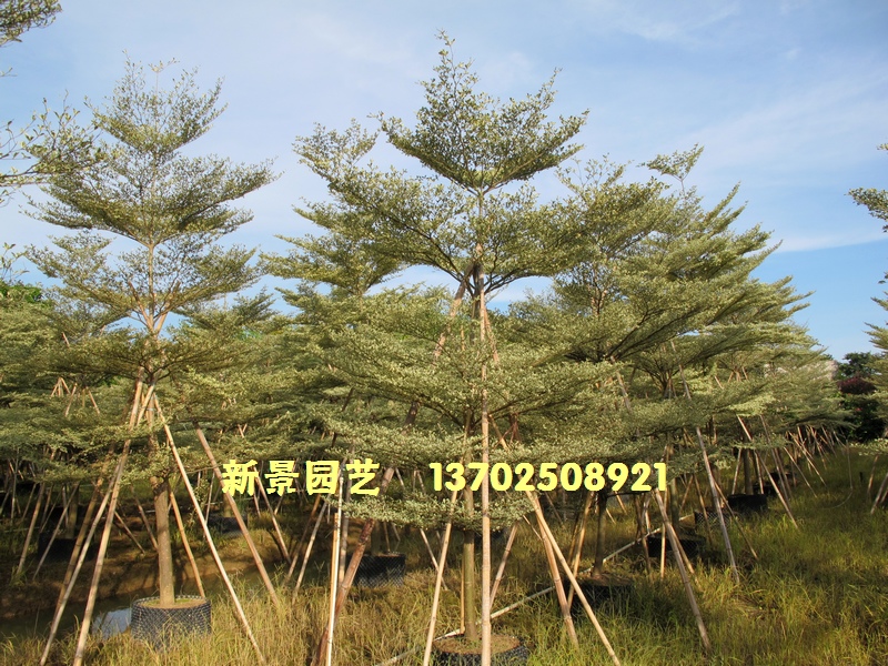 中山市新景园艺（宝利园艺）