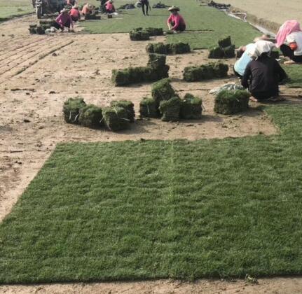 中山市新农草坪基地