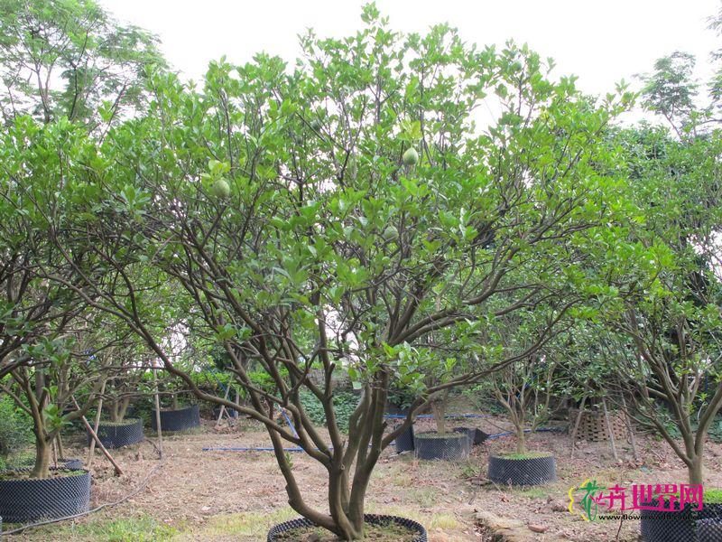 广州市南站苏记花木场