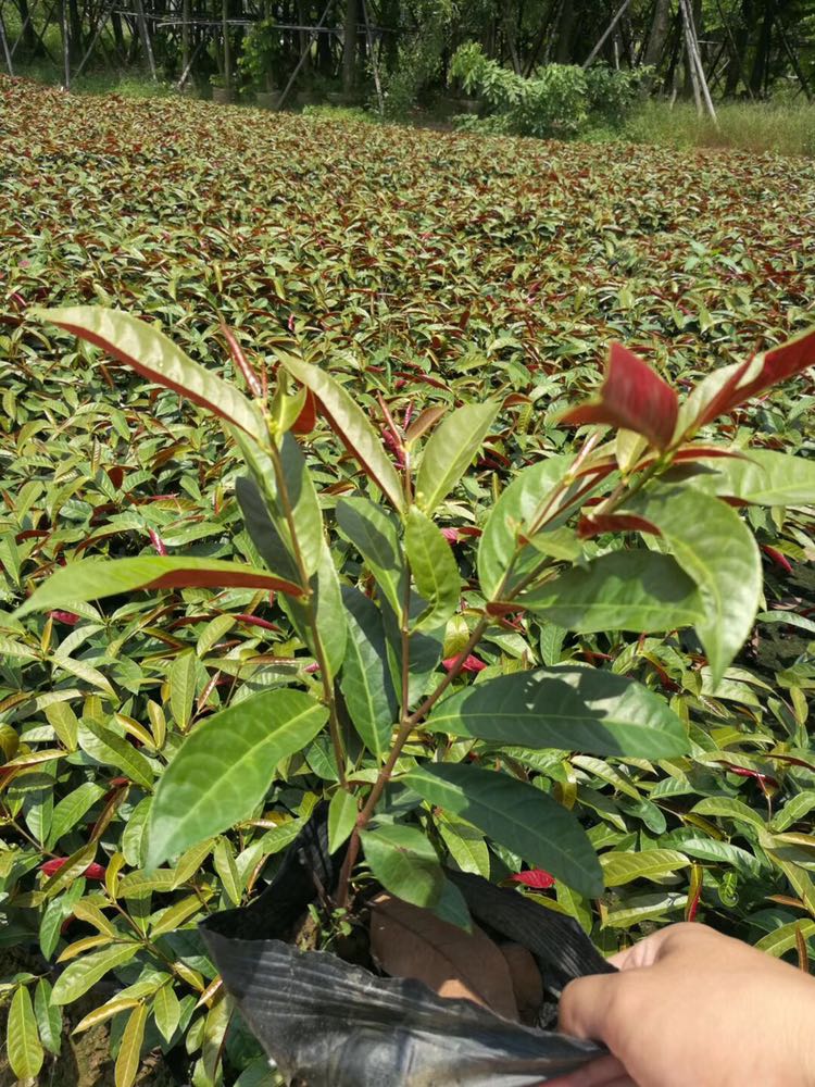 横栏银英花木场
