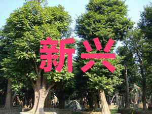 广东省佛山市新兴花场